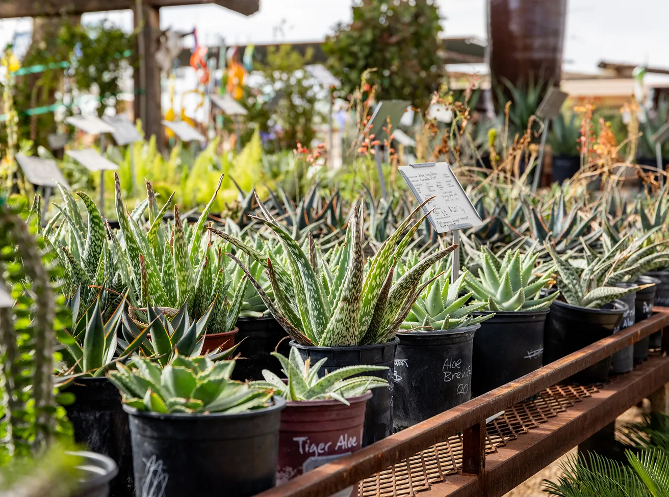 Various aloe plants displayed in nursery