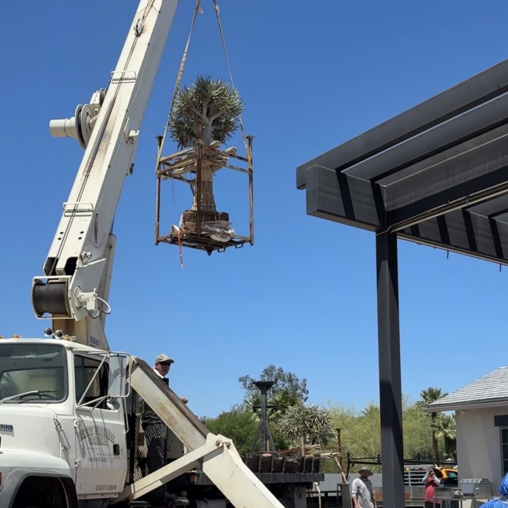 An aloe tree being lifted by a crane to install in a backyard